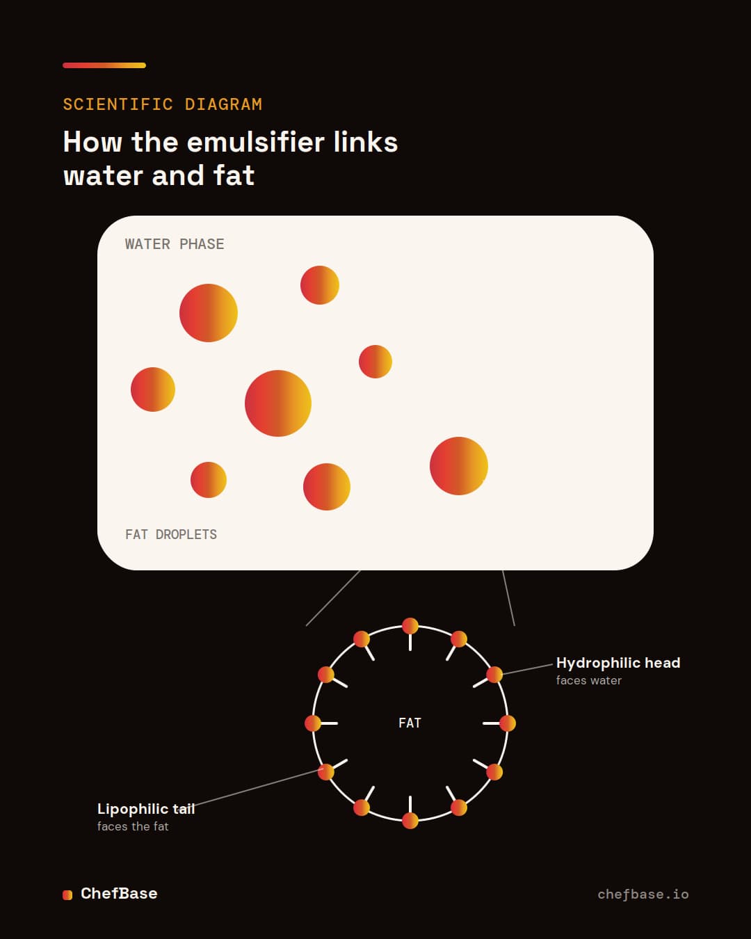 How the emulsifier links water and fat: scientific diagram